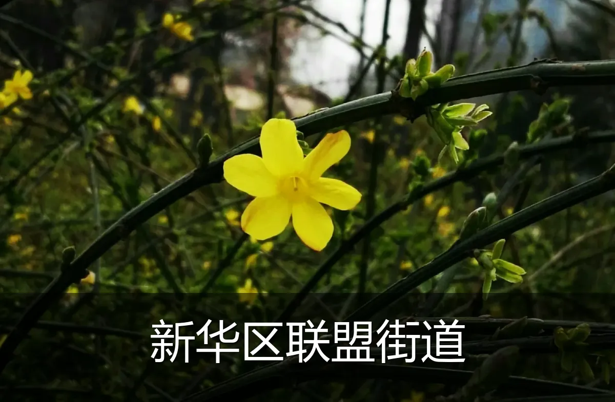 新华区联盟街道